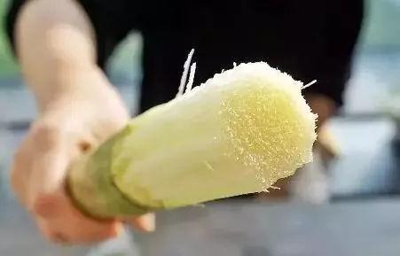 切記！這6種水果別再給狗狗吃，尤其是第四個，碰都不要碰
