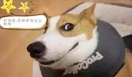 史上「報復心」最強的5種狗狗，得罪它一次，報復你N次