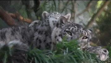 這麼皮是誰生的啊？　14張讓「動物爸媽好頭疼」的小屁孩