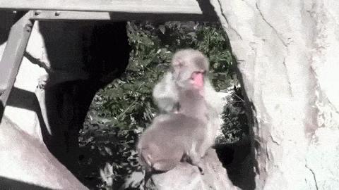 這麼皮是誰生的啊？　14張讓「動物爸媽好頭疼」的小屁孩