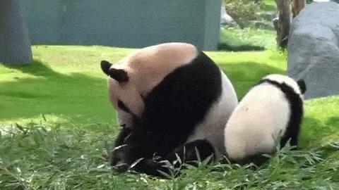 這麼皮是誰生的啊？　14張讓「動物爸媽好頭疼」的小屁孩