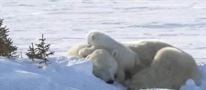 這麼皮是誰生的啊？　14張讓「動物爸媽好頭疼」的小屁孩