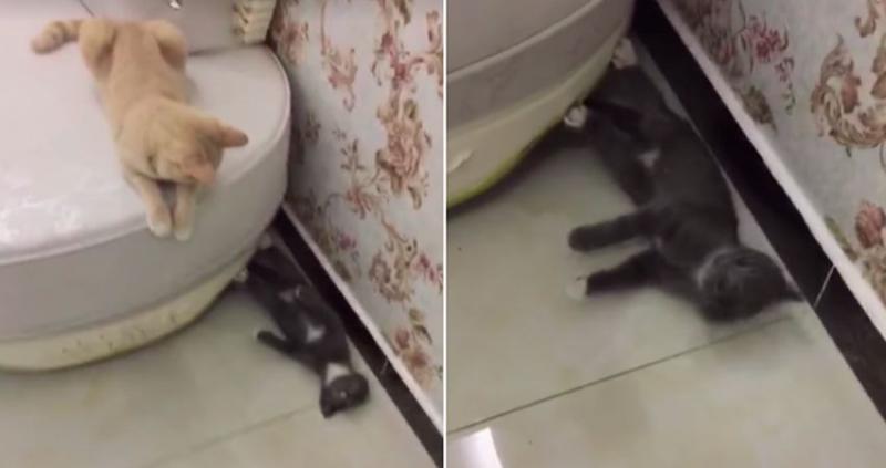 這麼皮是誰生的啊？　14張讓「動物爸媽好頭疼」的小屁孩