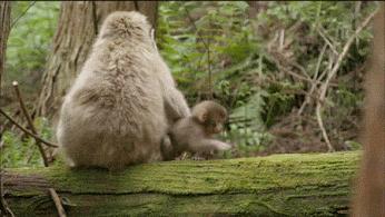 這麼皮是誰生的啊？　14張讓「動物爸媽好頭疼」的小屁孩