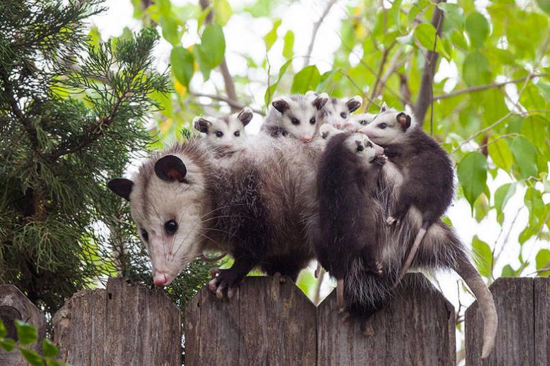 這麼皮是誰生的啊？　14張讓「動物爸媽好頭疼」的小屁孩