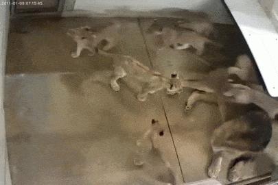 這麼皮是誰生的啊？　14張讓「動物爸媽好頭疼」的小屁孩