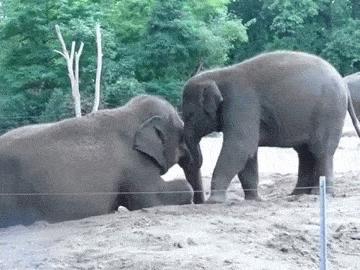 這麼皮是誰生的啊？　14張讓「動物爸媽好頭疼」的小屁孩