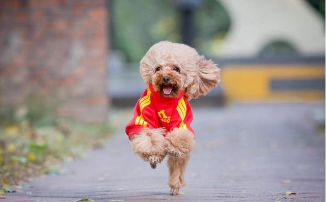 如果你喜歡「泰迪犬」，我想你應該知道這5點
