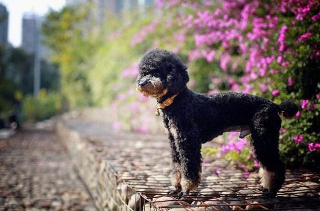 如果你喜歡「泰迪犬」，我想你應該知道這5點