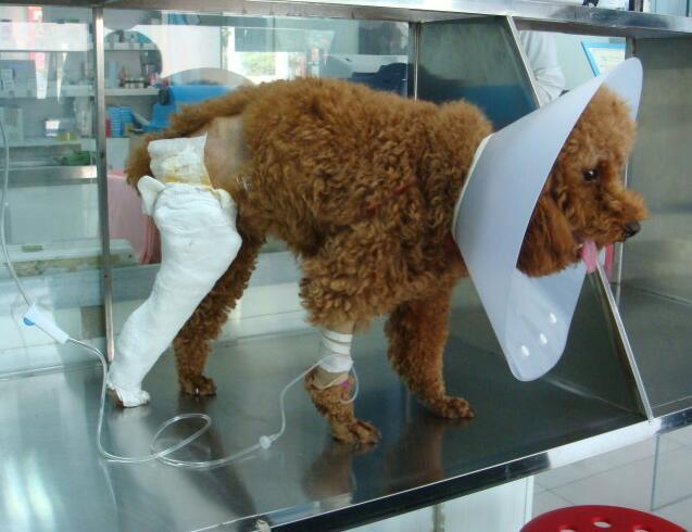 如果你喜歡「泰迪犬」，我想你應該知道這5點