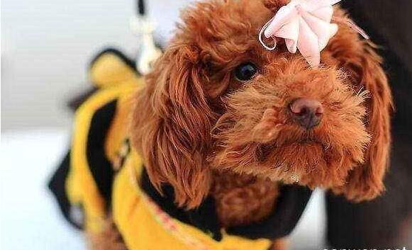 如果你喜歡「泰迪犬」，我想你應該知道這5點