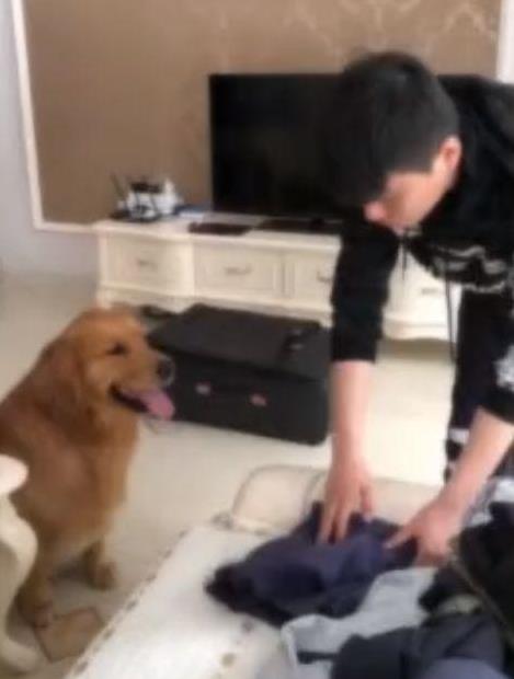主人外出打工不能帶狗，金金偷偷收拾行李追上主人，金毛：跟你在一起是我最大幸福！
