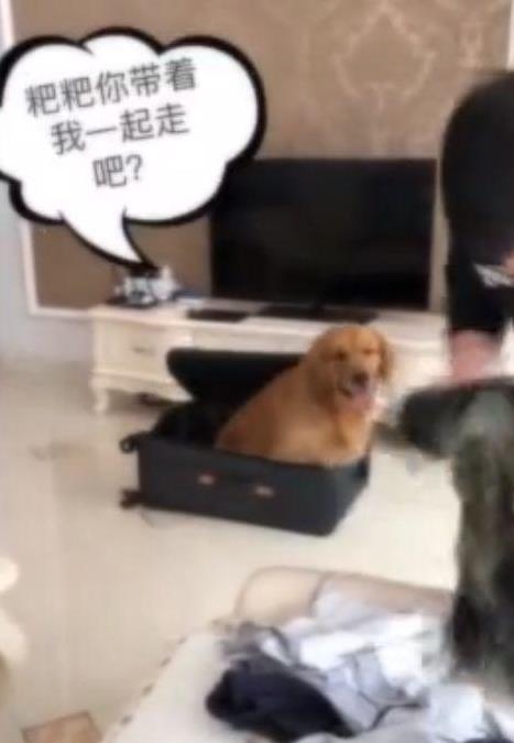 主人外出打工不能帶狗，金金偷偷收拾行李追上主人，金毛：跟你在一起是我最大幸福！