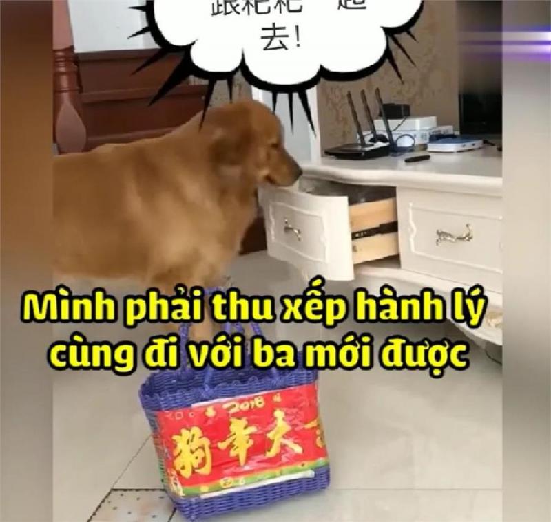 主人外出打工不能帶狗，金金偷偷收拾行李追上主人，金毛：跟你在一起是我最大幸福！