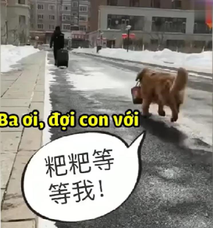 主人外出打工不能帶狗，金金偷偷收拾行李追上主人，金毛：跟你在一起是我最大幸福！