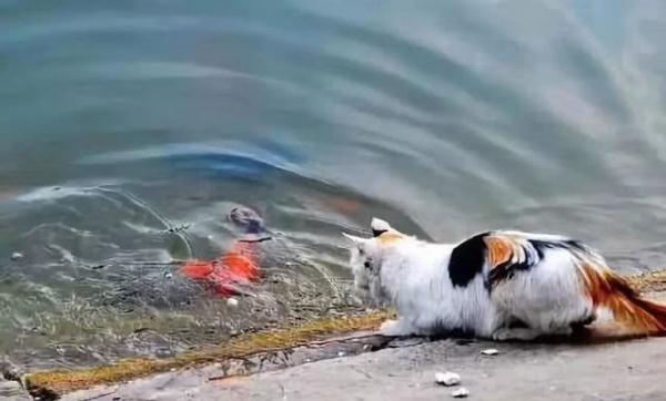 貓咪身手敏捷徒爪抓魚，一爪一個準大搖大擺往家走去