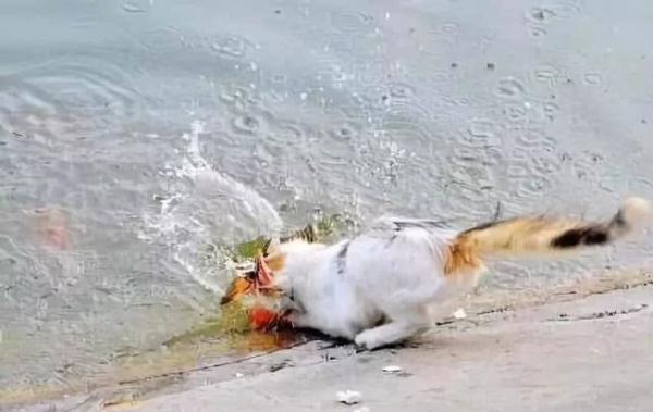 貓咪身手敏捷徒爪抓魚，一爪一個準大搖大擺往家走去