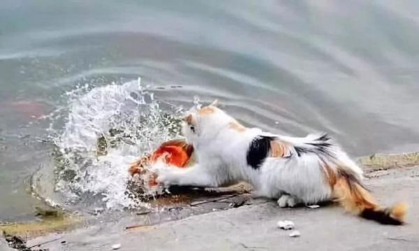 貓咪身手敏捷徒爪抓魚，一爪一個準大搖大擺往家走去