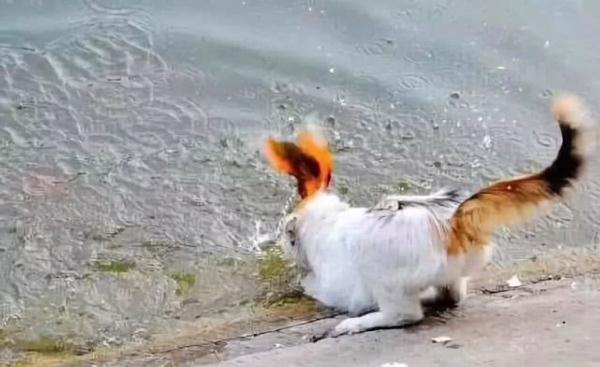 貓咪身手敏捷徒爪抓魚，一爪一個準大搖大擺往家走去