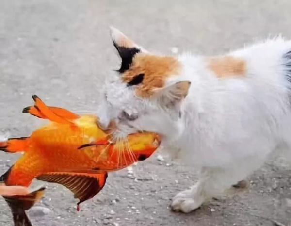貓咪身手敏捷徒爪抓魚，一爪一個準大搖大擺往家走去