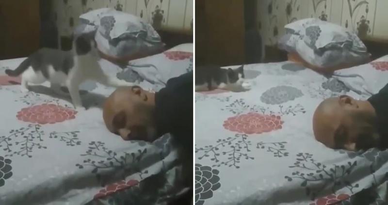 閃爆了～　公貓心疼老婆生產　貼身守護幫舔毛：辛苦你了