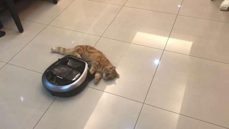 【影片】喵星人不給過「一直擋掃地機器人」　馬麻大笑：Over my cat body
