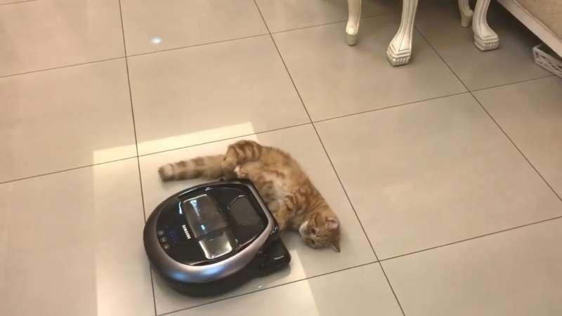 【影片】喵星人不給過「一直擋掃地機器人」　馬麻大笑：Over my cat body