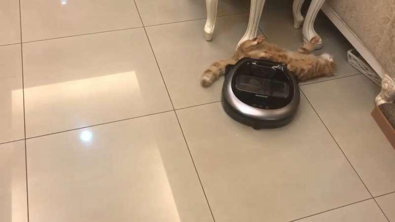 【影片】喵星人不給過「一直擋掃地機器人」　馬麻大笑：Over my cat body