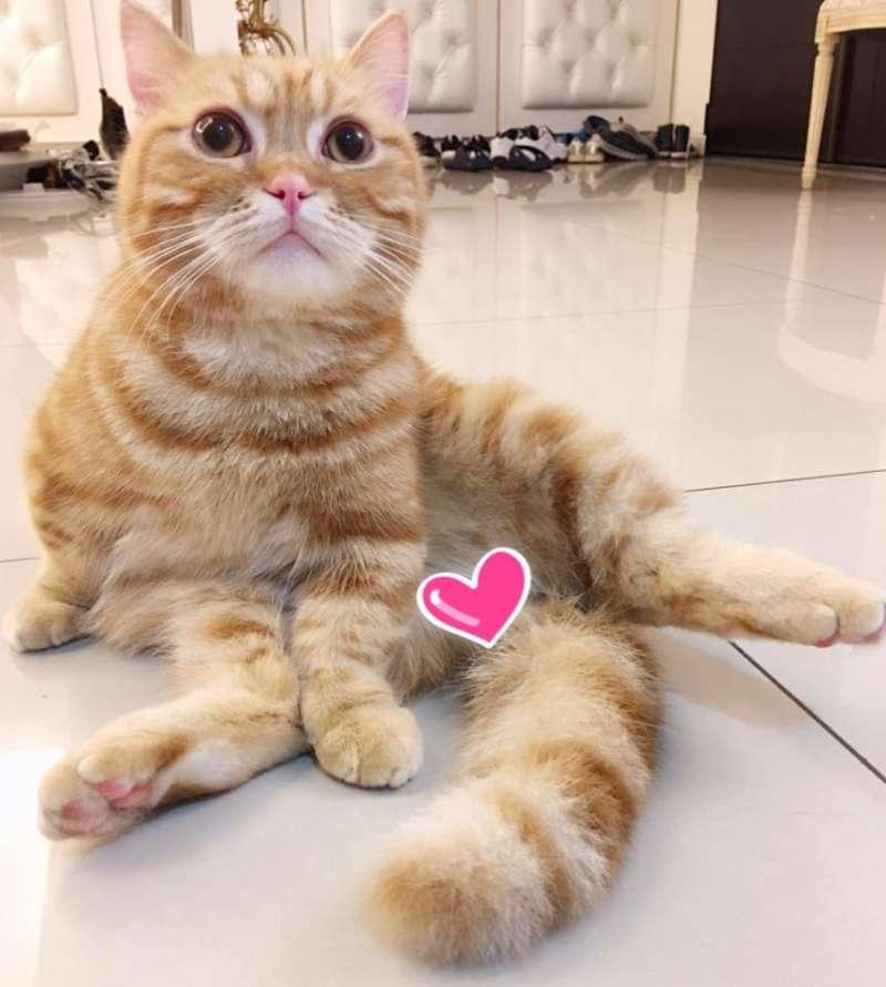 【影片】喵星人不給過「一直擋掃地機器人」　馬麻大笑：Over my cat body