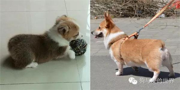 10張狗狗小時候和長大後的對比照，哈士奇簡直萌到爆炸