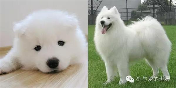 10張狗狗小時候和長大後的對比照，哈士奇簡直萌到爆炸