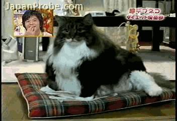 一個富裕家庭裡養的貓就是不一樣！實在太霸氣！！！ 
