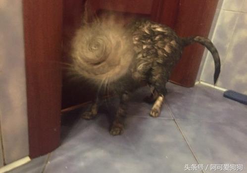 一個富裕家庭裡養的貓就是不一樣！實在太霸氣！！！ 
