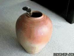 一個富裕家庭裡養的貓就是不一樣！實在太霸氣！！！ 