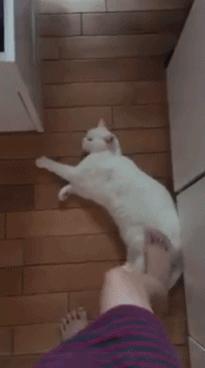 一個富裕家庭裡養的貓就是不一樣！實在太霸氣！！！ 
