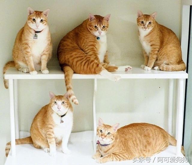 一個富裕家庭裡養的貓就是不一樣！實在太霸氣！！！ 