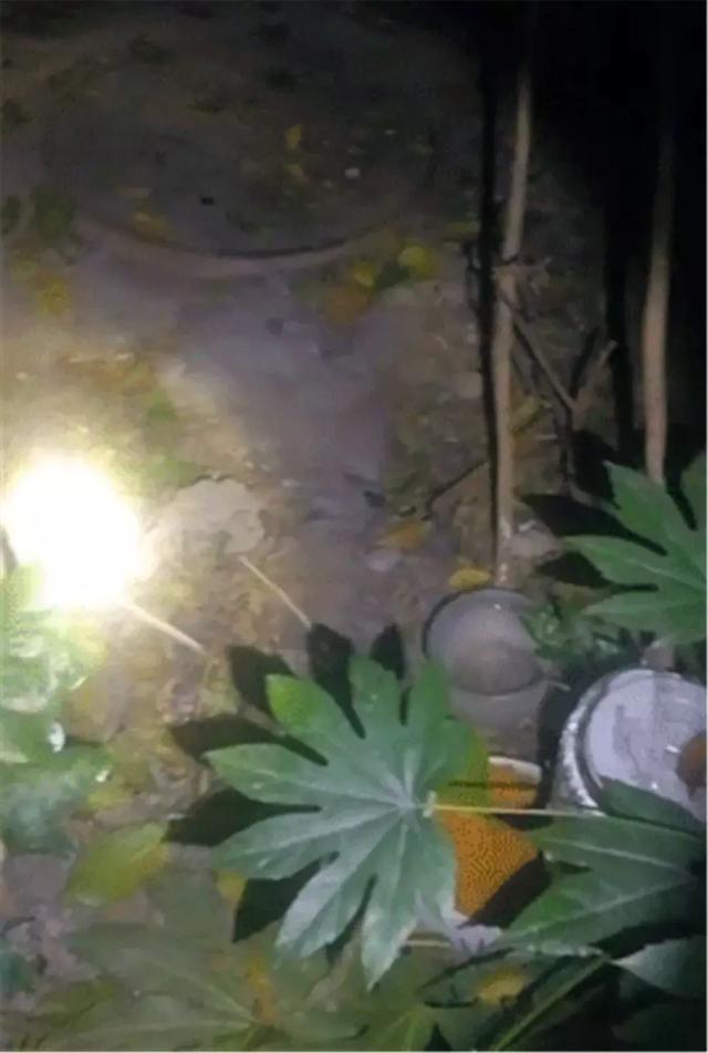 好心人喂養的流浪貓失蹤，卻在角落發現一塊黑板，看完後很感動
