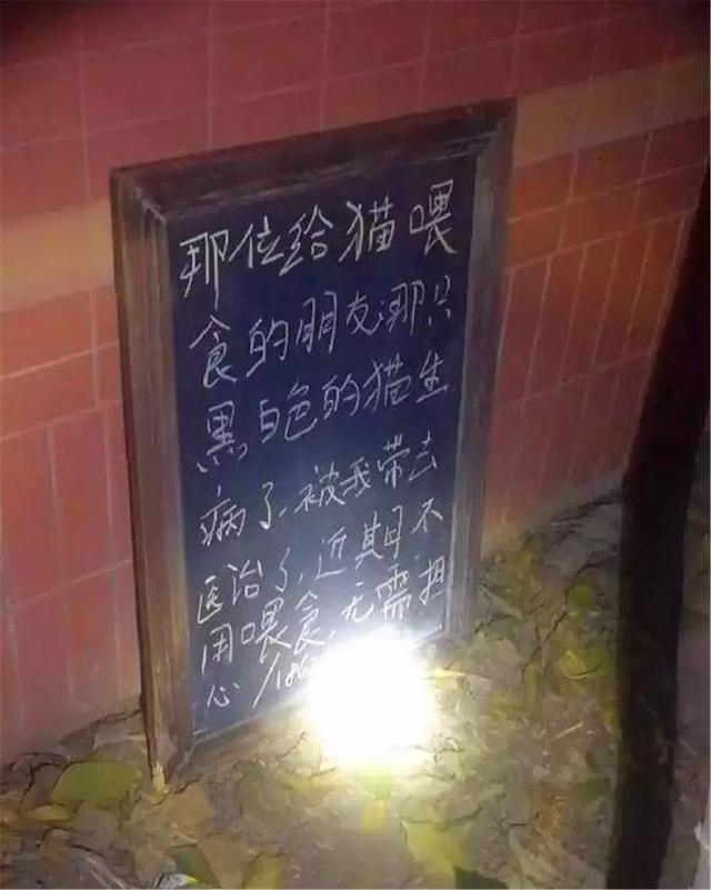 好心人喂養的流浪貓失蹤，卻在角落發現一塊黑板，看完後很感動