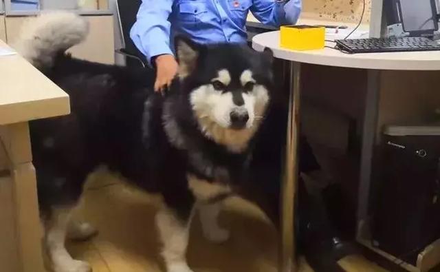阿拉斯加被送往派出所，吃完10斤狗糧後，想當警犬還債卻被婉拒