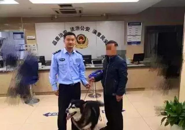 阿拉斯加被送往派出所，吃完10斤狗糧後，想當警犬還債卻被婉拒