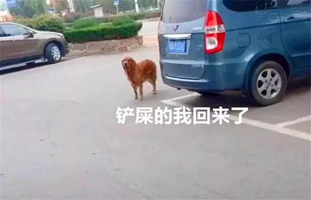 鏟屎官苦尋走失金毛，找回時在脖子上發現紙片，才發現欠了包子錢