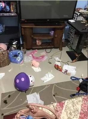 三個超級實用訓狗方法，兩周還你一隻乖狗狗