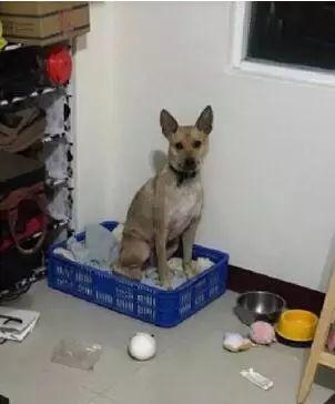 三個超級實用訓狗方法，兩周還你一隻乖狗狗