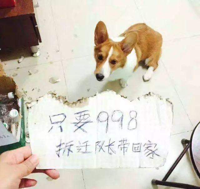 三個超級實用訓狗方法，兩周還你一隻乖狗狗