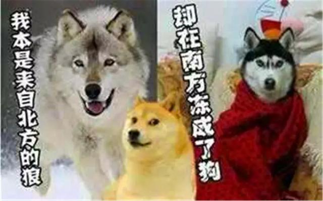 冬季貓咪易感冒，寵物保暖有三策，讓喵星人受凍無恙