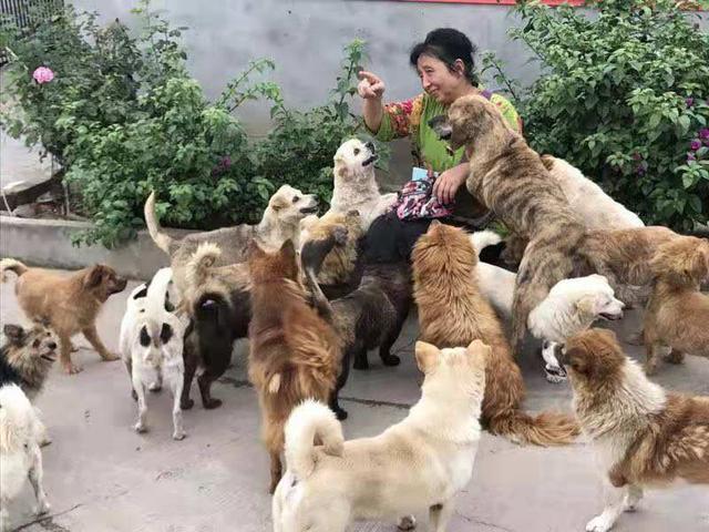 五千隻流浪狗被救助多年，老人賣盡商鋪豪車，換取狗狗幸福生活！