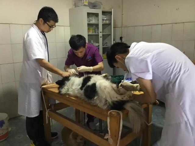 五千隻流浪狗被救助多年，老人賣盡商鋪豪車，換取狗狗幸福生活！