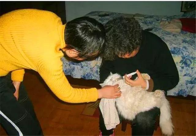 主人離世後年老貓咪被領養，一直抱著破玩具，只因是主人遺物