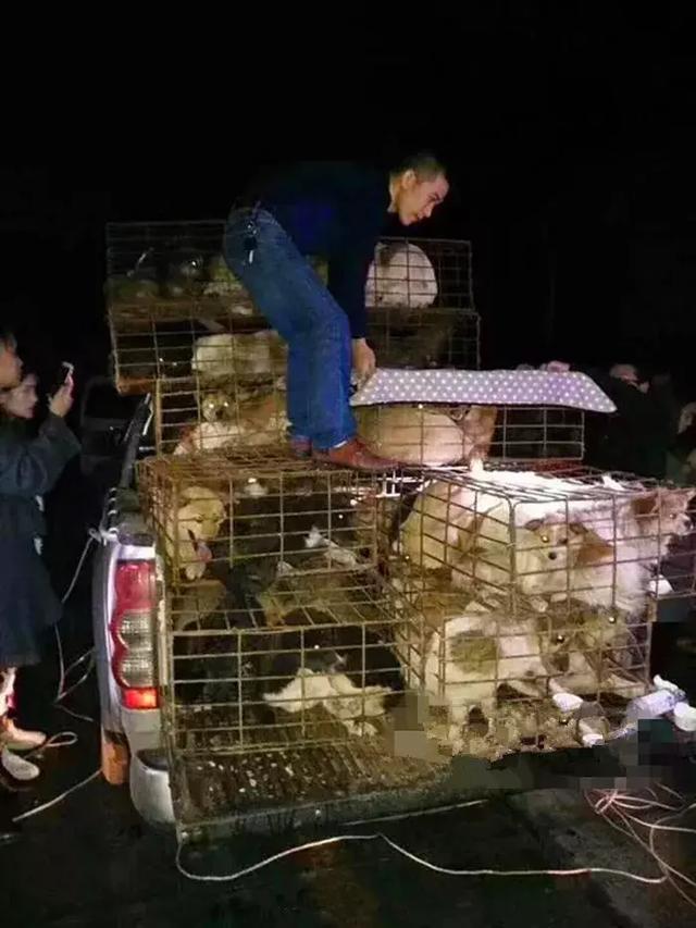 寒冬中百隻寵物狗被救下，不少狗狗已凍出病，幸虧多方誌願者協助