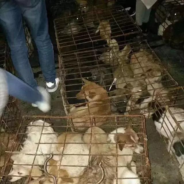 寒冬中百隻寵物狗被救下，不少狗狗已凍出病，幸虧多方誌願者協助